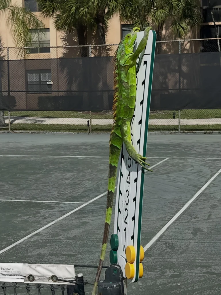 Iguana perched on a scorekeeper stand beside the clay courts at Delray Swim & Tennis Club